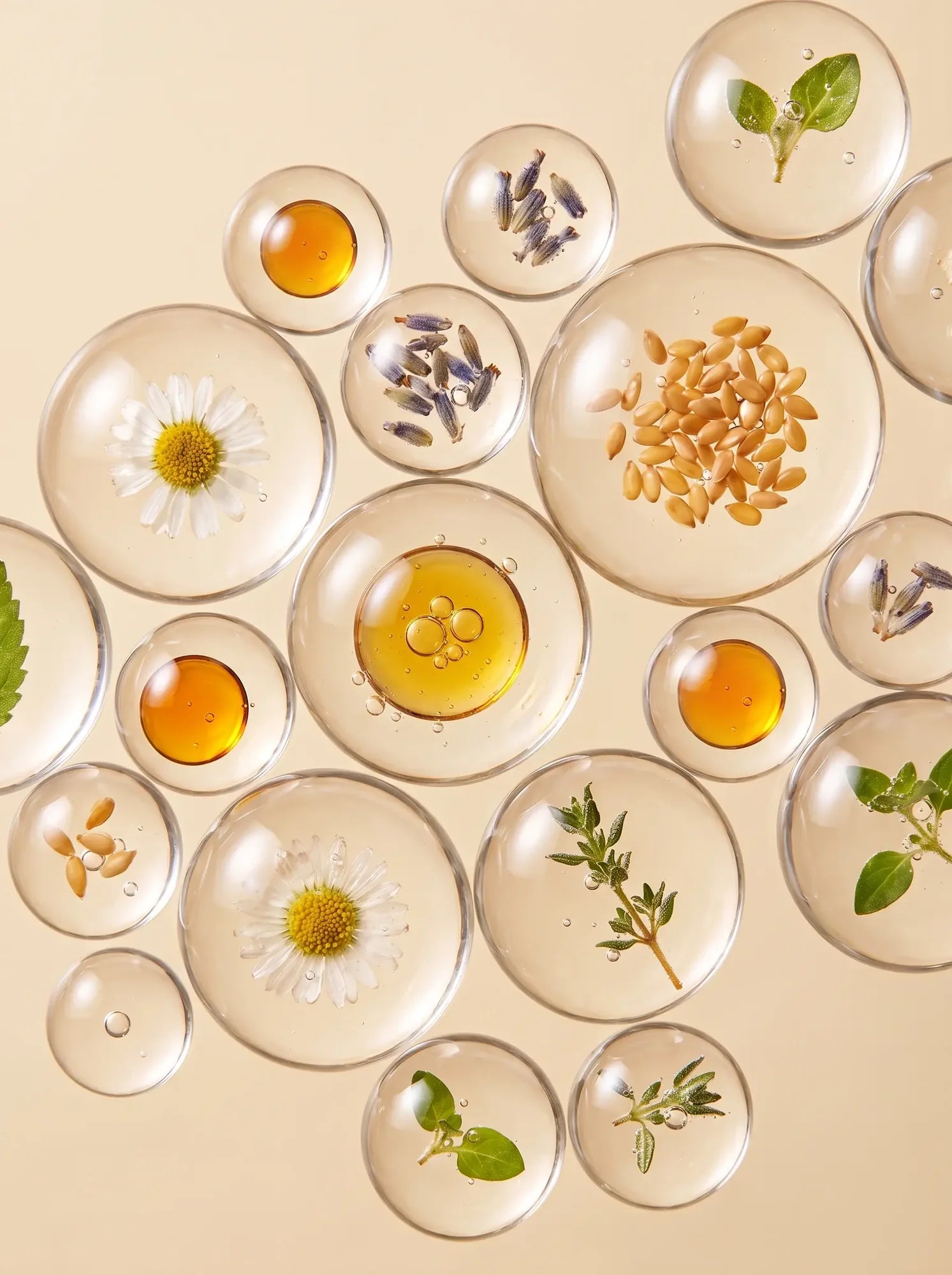 Placas de laboratorio con ingredientes naturales: flores, semillas, hierbas y aceites